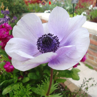 Anemone- De Caen Blue Bicolour