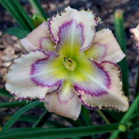 Handwriting on the Wall Reblooming Daylily