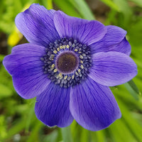 Anemone- De Caen Blue