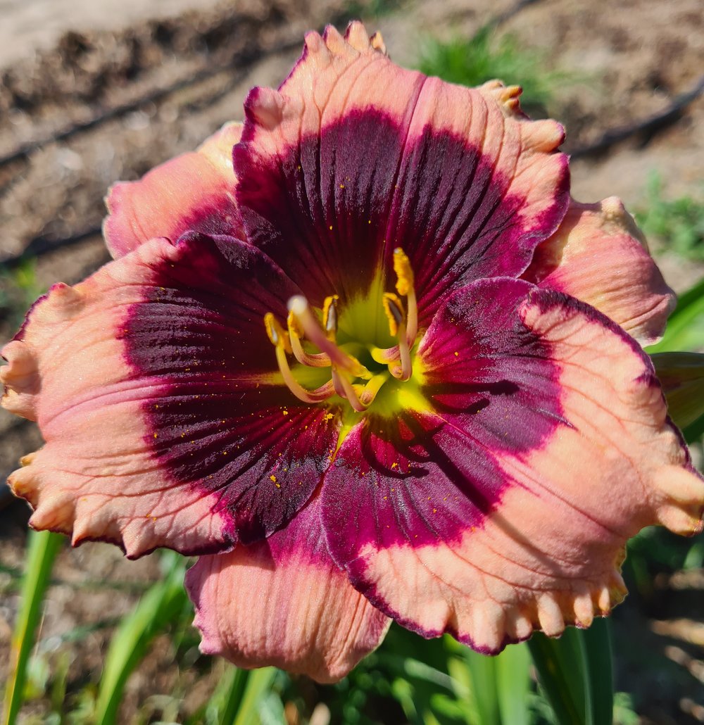 Blackberries and Cream Reblooming Daylily