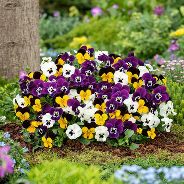 Set of 5 Exotic Pansy Flower Seeds