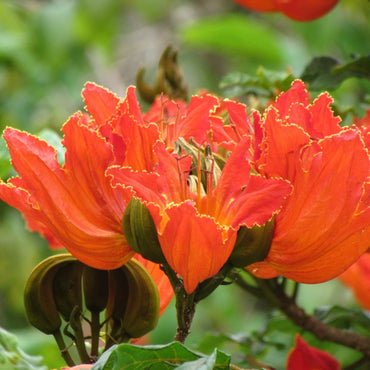 Spathodea Campanulata African Tuliptree Seeds