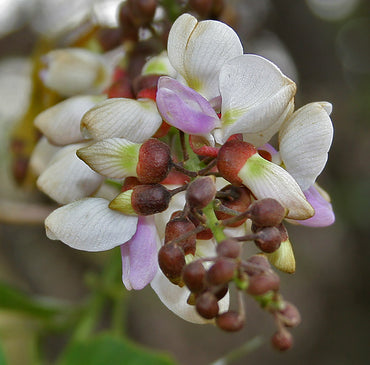 Pongamia Pinnata Seeds