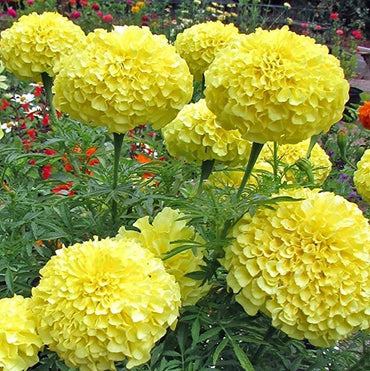 Marigold Inca Yellow Seeds