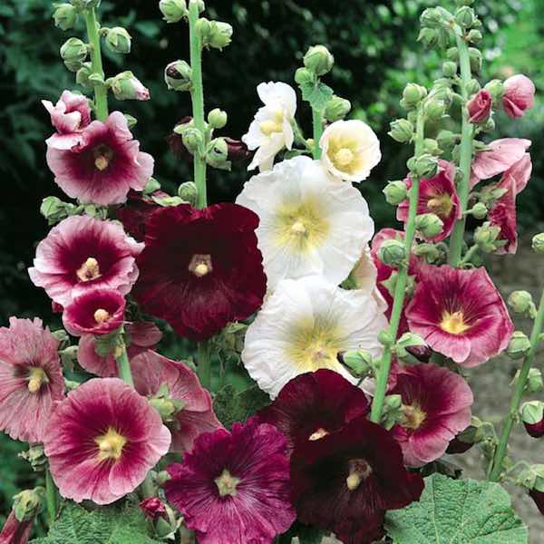 Hollyhock Mixed Color Seeds