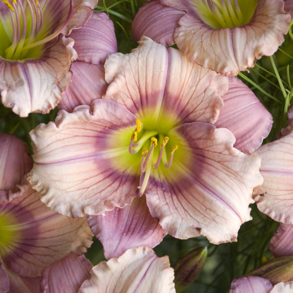 Bloomfinity Blushing Bluebell Daylily