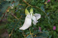 Sesbania Grandiflora Hummingbird Tree Seeds