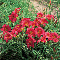 Little Business Reblooming Dwarf Daylily