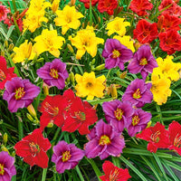 Breck's Dwarf Reblooming Daylily Collection