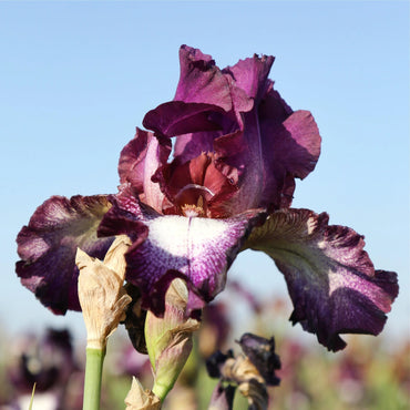 Tennison Ridge Reblooming Tall Bearded Iris