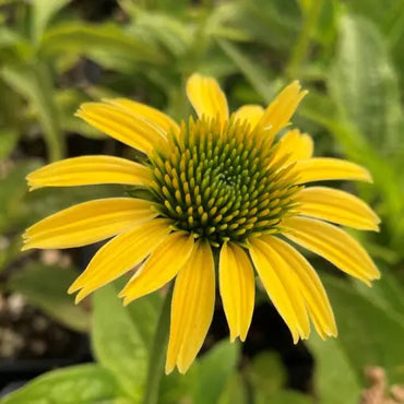 Mellow Yellow Coneflower