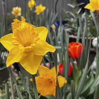 Technicolour Daffodil Mixture Seeds