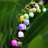 Rare Lily of Valley Flower Seeds Colored Rainbow Bell Orchid See