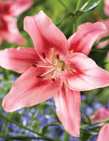 Asiatic-Oriental Lily- Child in Time