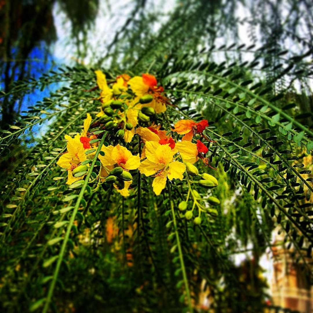 Parkinsonia Aculeata Palo Verde Tree Seeds