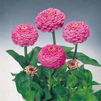 Oklahoma Carmine – Zinnia Seed