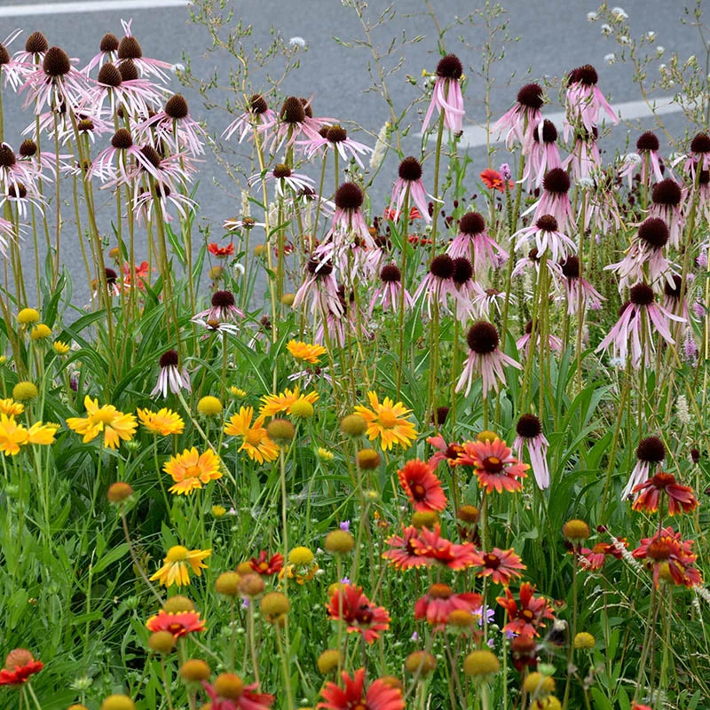 Xeriscape Mix Eastern U.S. – Flower Seed