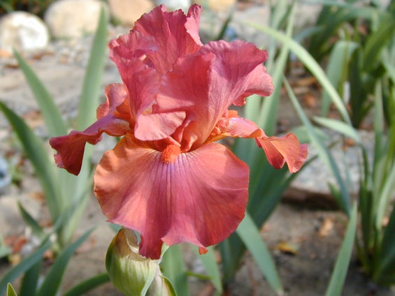 Bearded Iris- Popstar