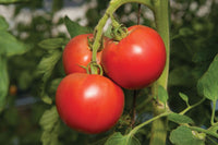 Tomimaru Muchoo – Tomato Seed