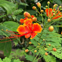 Caesalpinia Pulcherrima Seeds