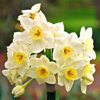 White Daffodil Mixture Seeds