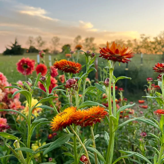 King Size Orange – Strawflower Seed