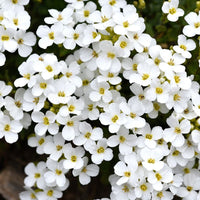 Alyssum- Tiny Tim