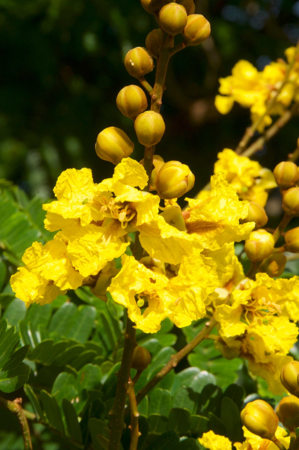 Peltophorum Ferrugineum Seeds