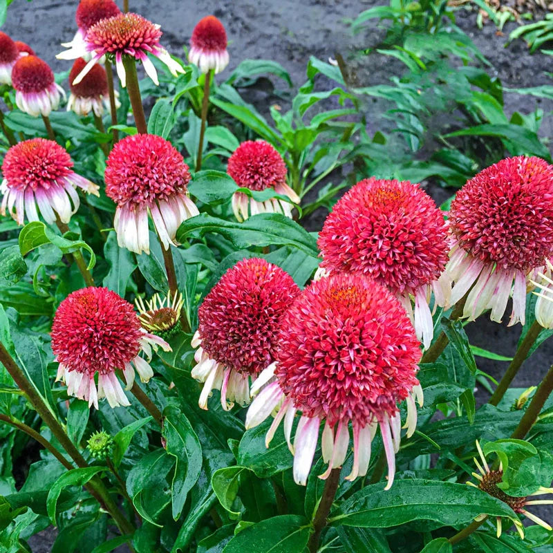 Strawberry & Cream Coneflower