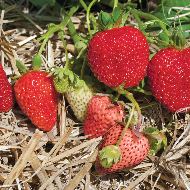 Albion – Spring-Planted – Organic Strawberry Seed