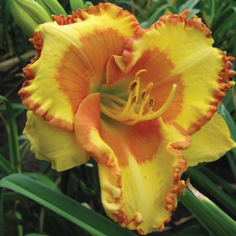 Buntyn's Hot Diggity Dog Reblooming Daylily