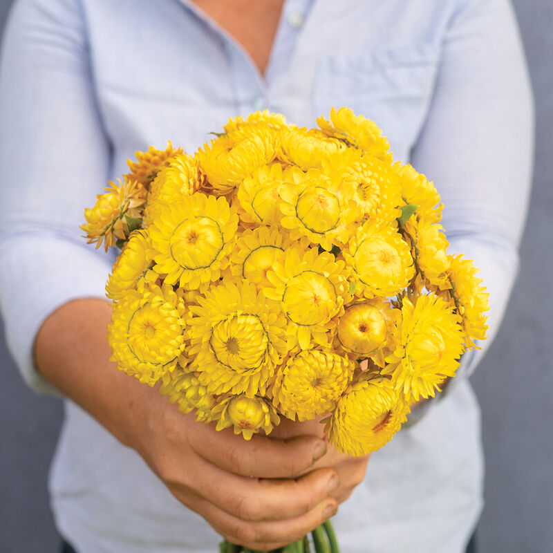 Golden Yellow – Strawflower Seed