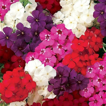 Phlox Beauty Mixed Color Seeds