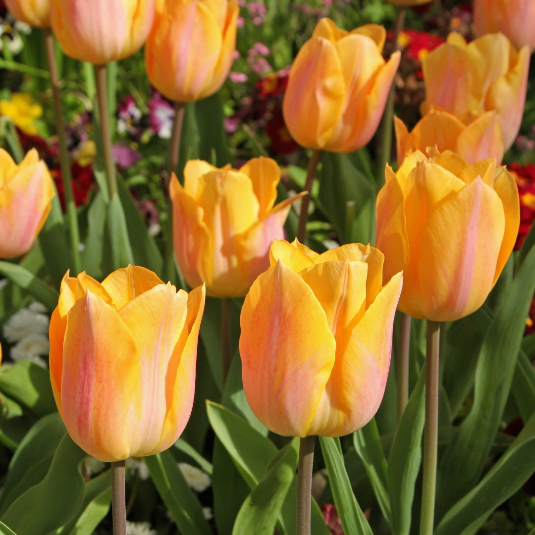 Apricot Parfait Tulip Mixture Seeds