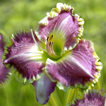 Bestseller Reblooming Daylily