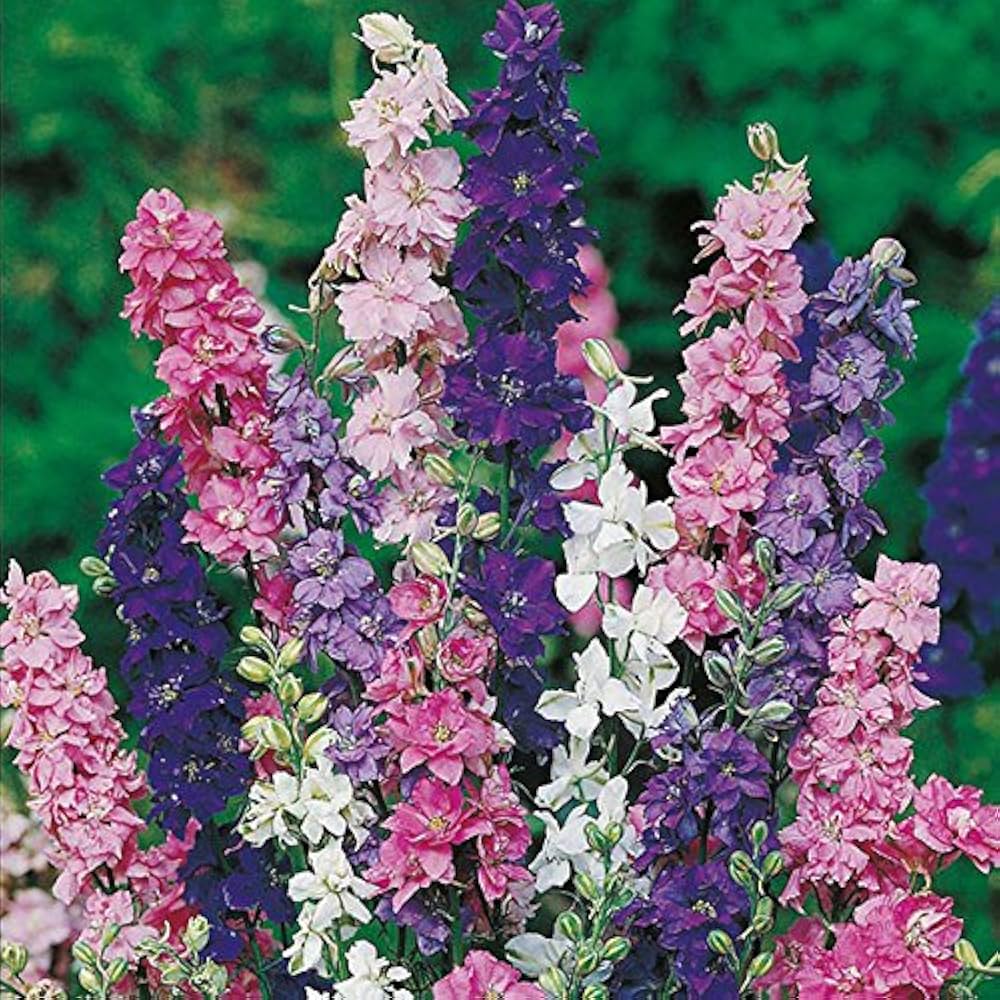 Larkspur Imperial Mixed Color Flower Seeds