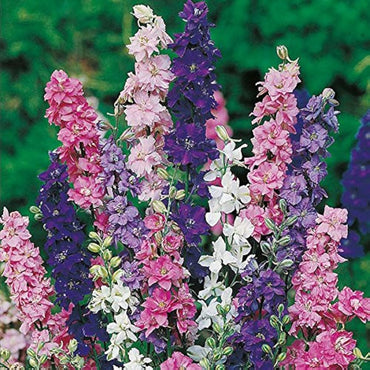 Larkspur Imperial Mixed Color Flower Seeds