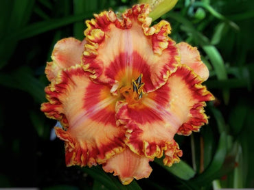 Silken Ladder Daylily