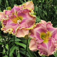 Hummingbird Heaven Daylily