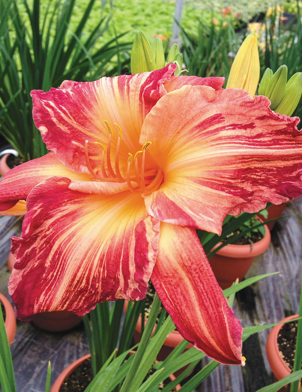 Pink Stripes Reblooming Daylily