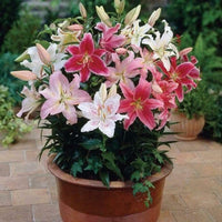 Ben's Oriental Lily Collection Seeds