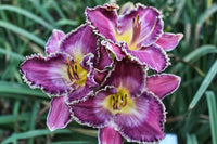 Perfect Storm Daylily