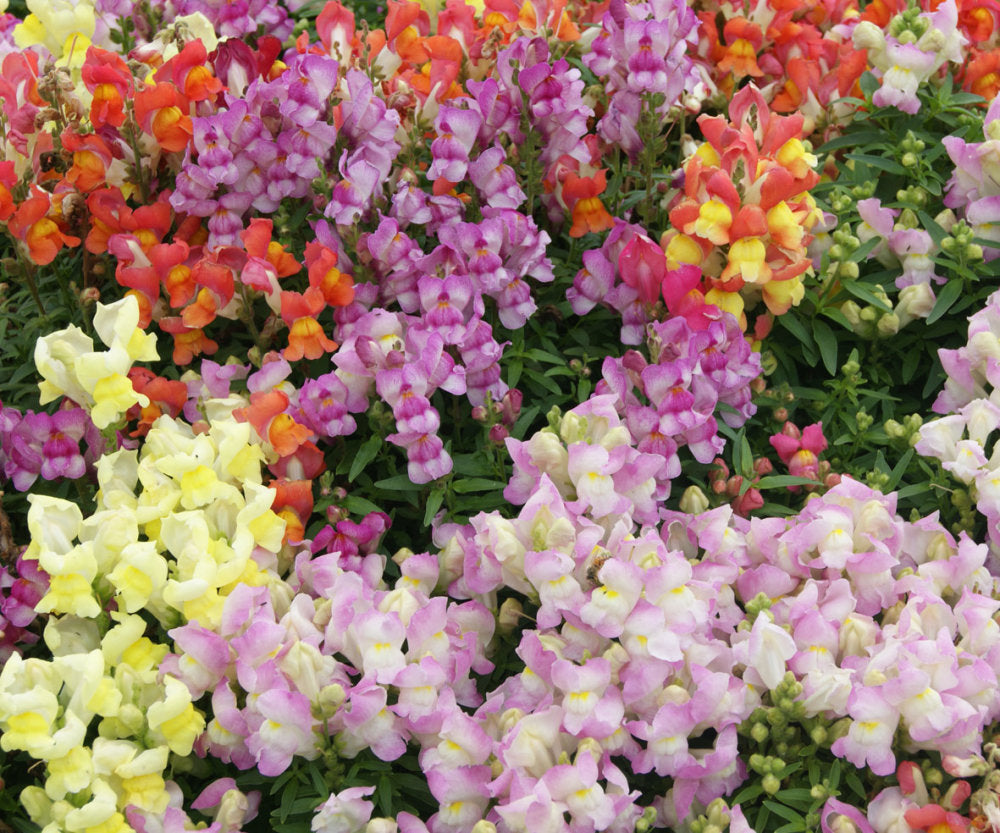 Antirrhinum Dwarf Mixed Color Flower Seeds