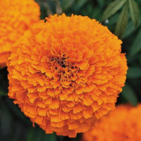 Marigold Inca Orange Seeds