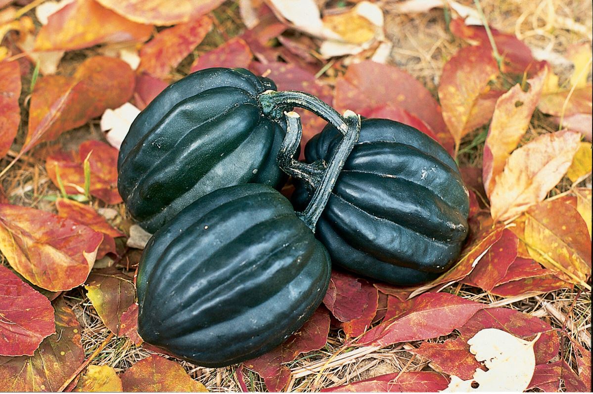 Tuffy – Organic Acorn Squash Seed