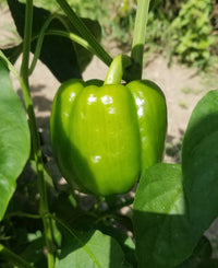 Yankee Bell – Organic Bell Pepper Seed