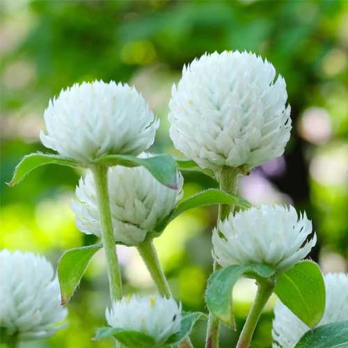 Gomphrena White Seeds