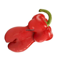 Sexy Beauty Pepper Seeds Square Ornamental Red Bell Pepper Seed