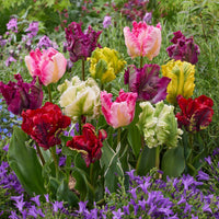 WOW! Parrot Tulip Collection Seeds