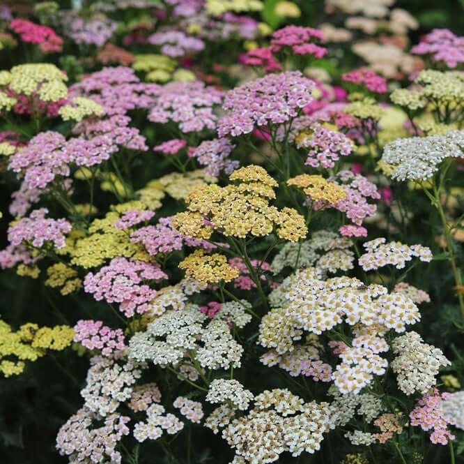 Summer? Pastels – Yarrow Seed